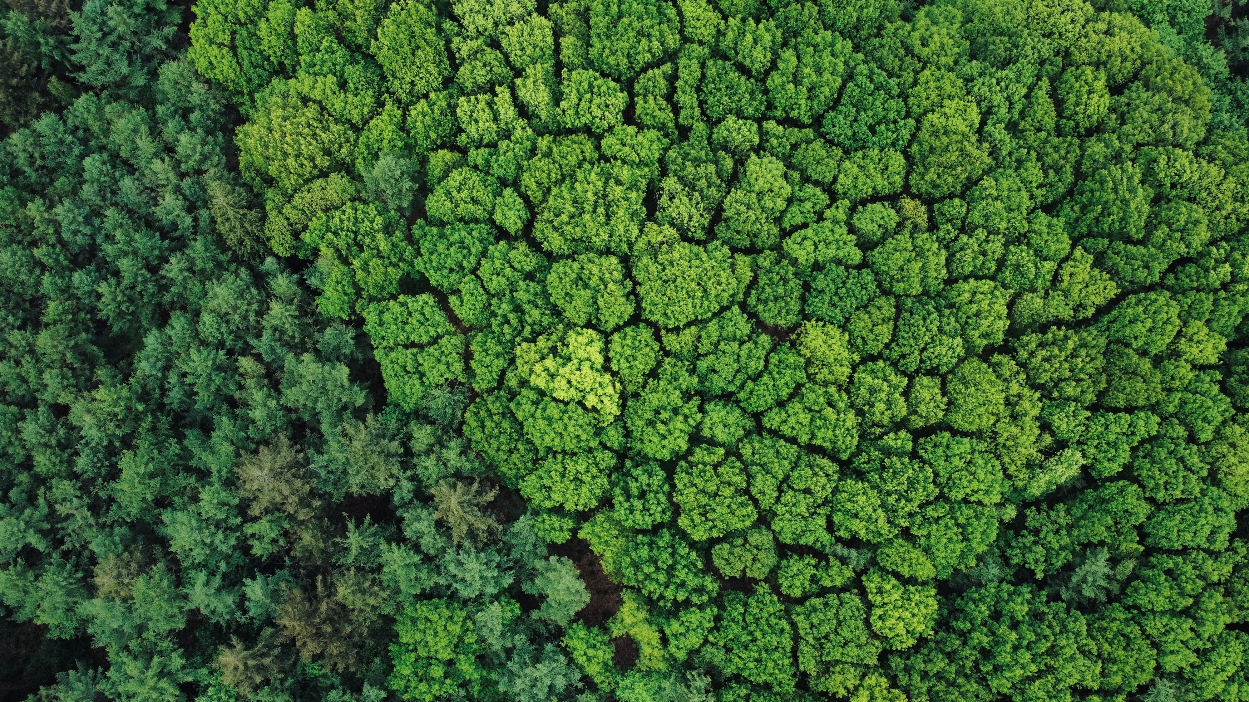 ESG Tax: The Hidden P&L Sitting Between Your Sustainability Strategy and Your Tax Function