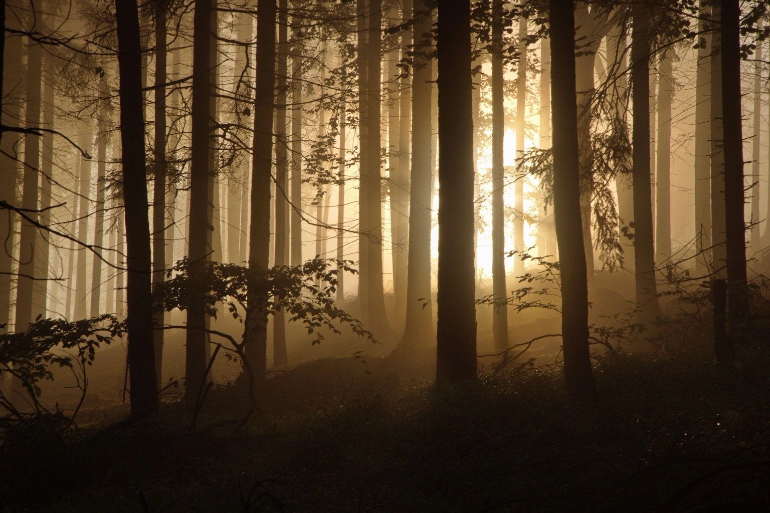 The Provisioning Test: When “Prudence” Becomes an Earnings Management Tool